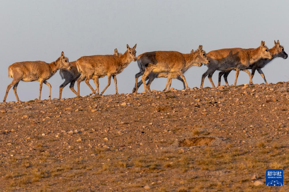 藏羚羊的繁殖迁徙之路