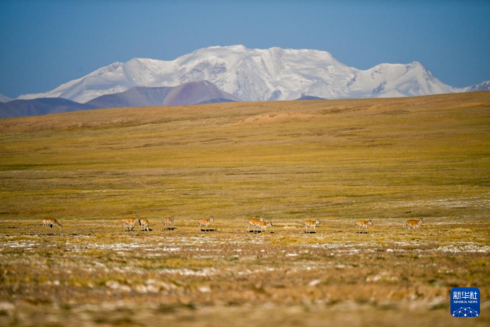 藏羚羊的繁殖迁徙之路