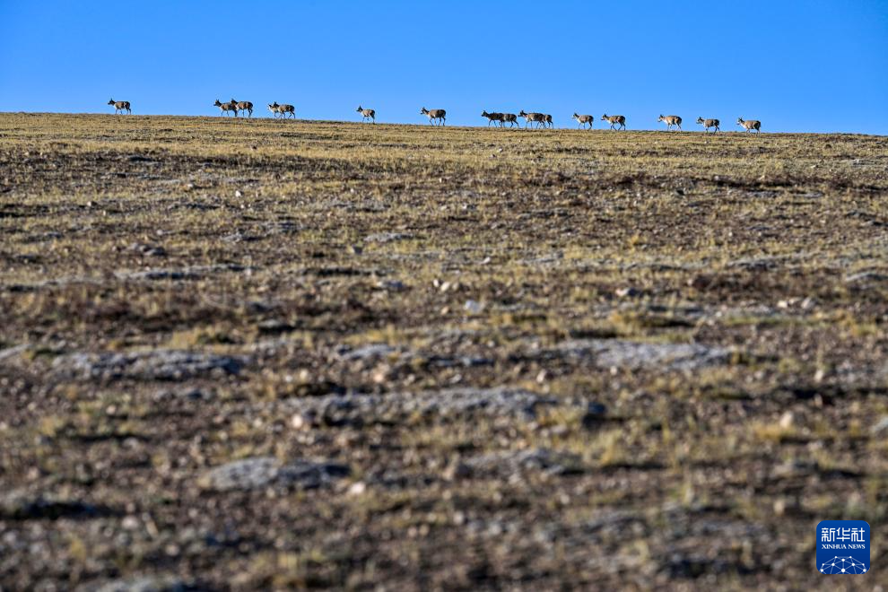藏羚羊的繁殖迁徙之路