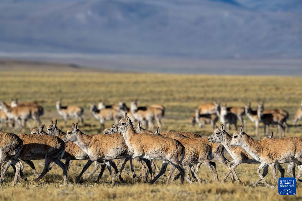 藏羚羊的繁殖迁徙之路