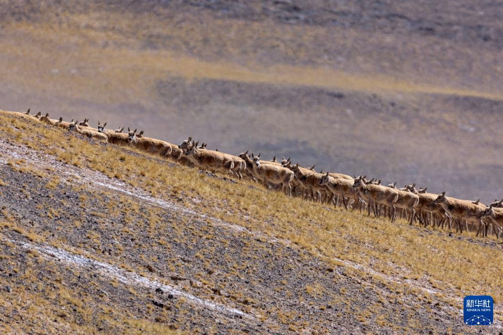 藏羚羊的繁殖迁徙之路