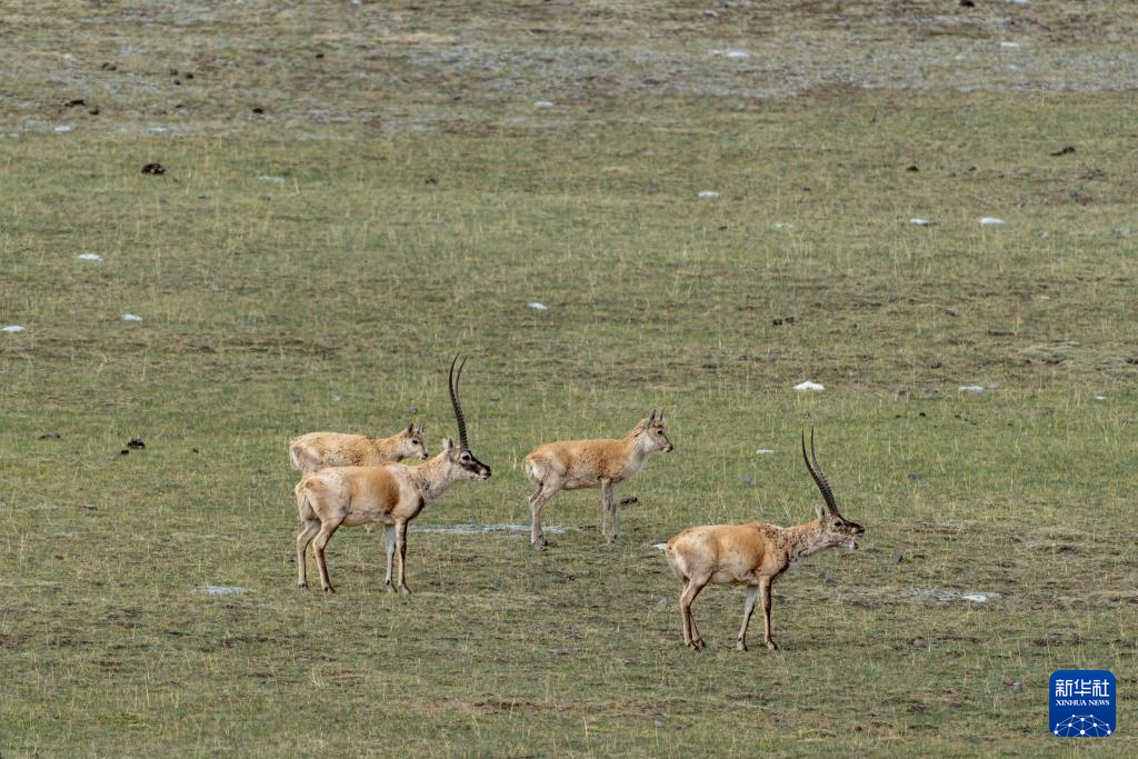 藏羚羊的繁殖迁徙之路