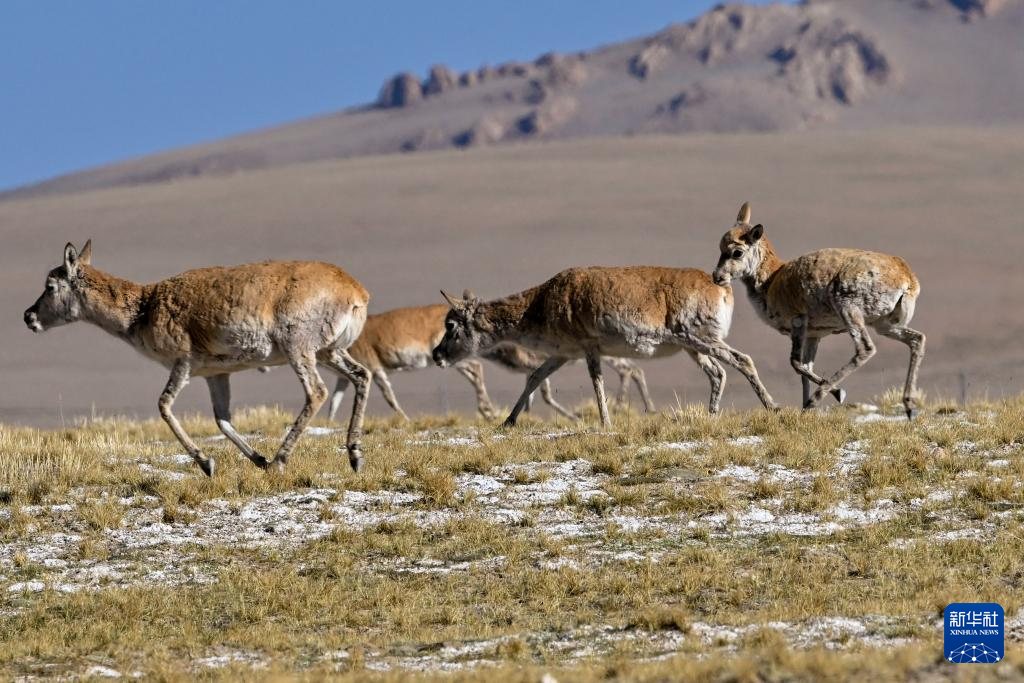 藏羚羊的繁殖迁徙之路