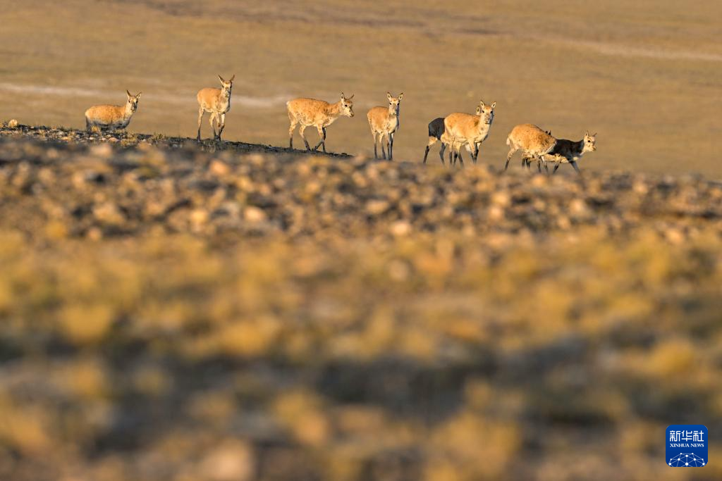 藏羚羊的繁殖迁徙之路