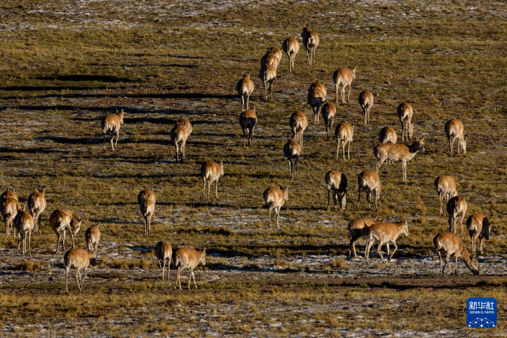 藏羚羊的繁殖迁徙之路