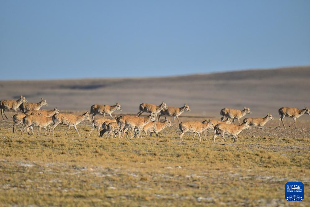 藏羚羊的繁殖迁徙之路