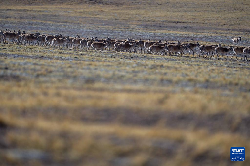 藏羚羊的繁殖迁徙之路