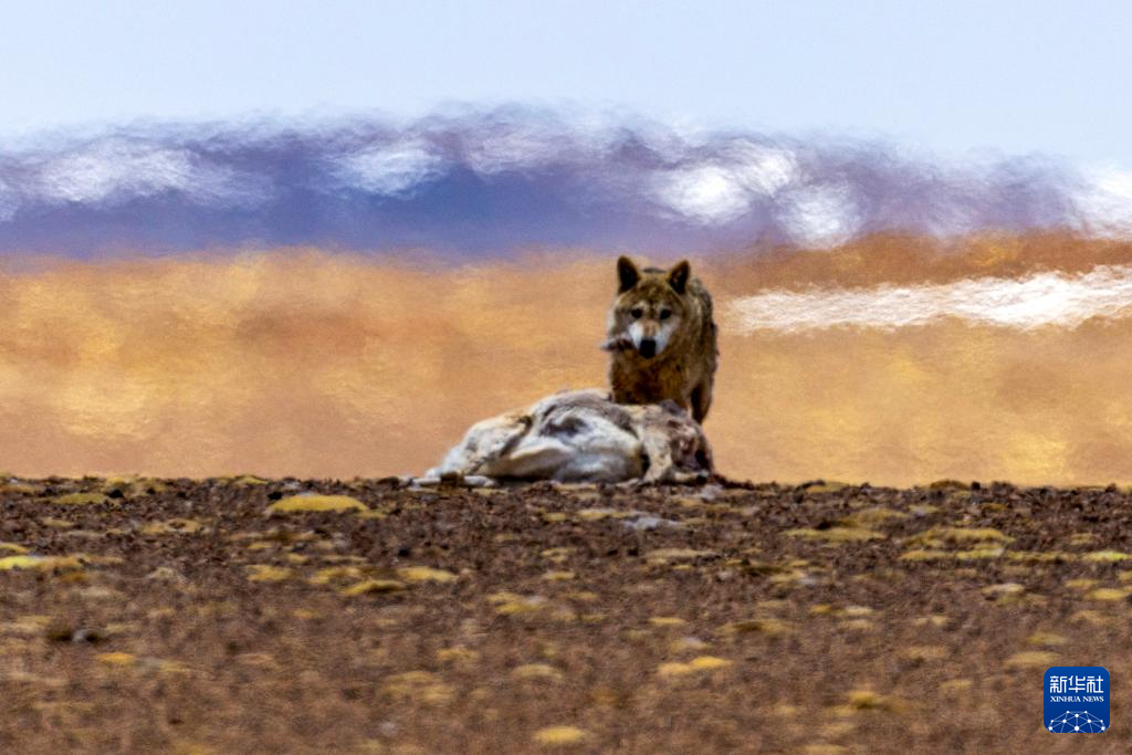 藏羚羊的繁殖迁徙之路