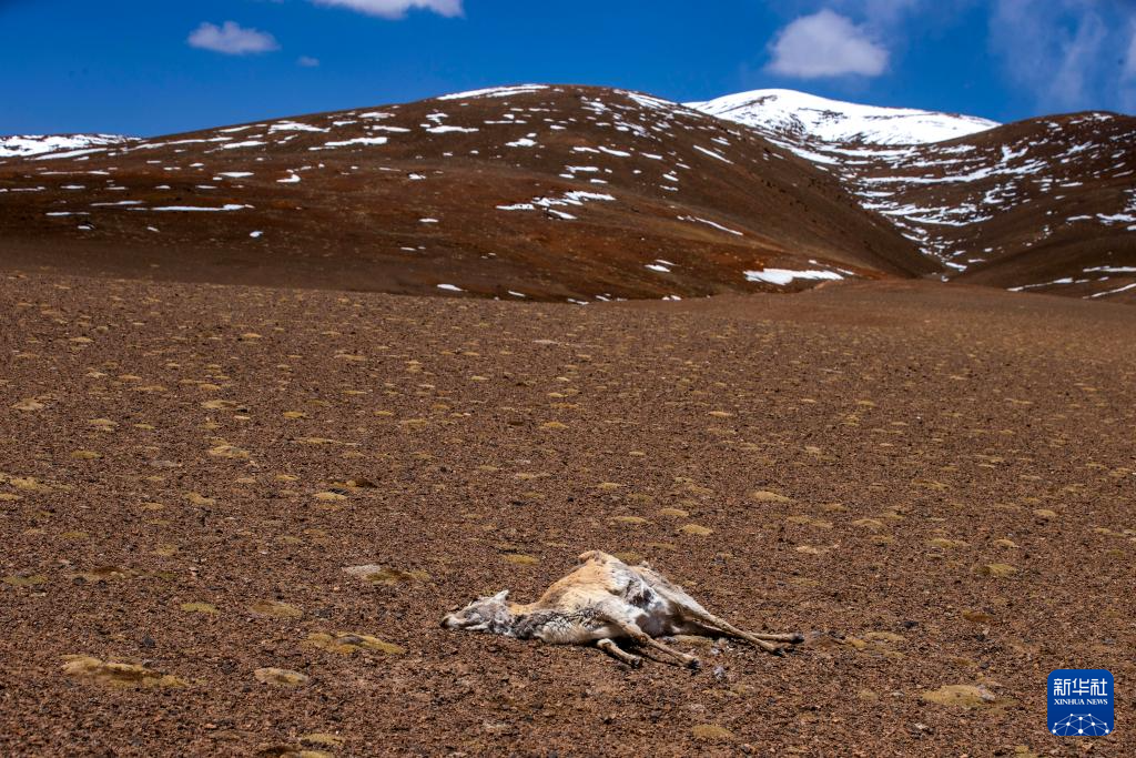 藏羚羊的繁殖迁徙之路