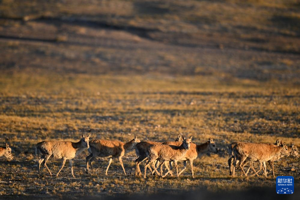 藏羚羊的繁殖迁徙之路
