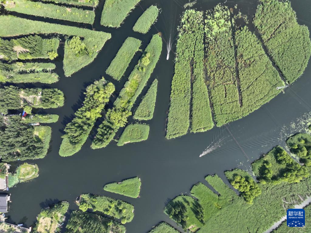 美丽中国丨白洋淀夏日风光之美