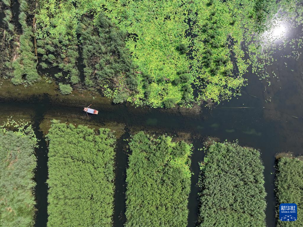 美丽中国丨白洋淀夏日风光之美