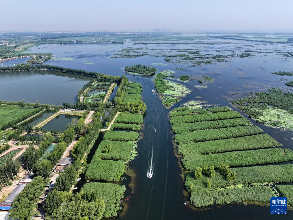 美丽中国丨白洋淀夏日风光之美