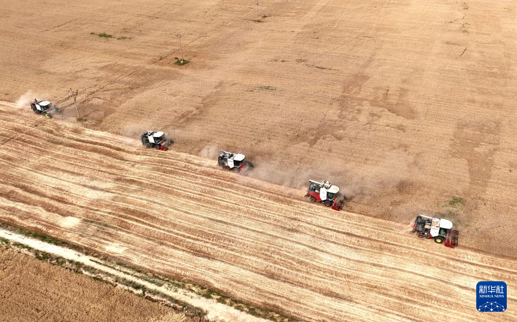 河北隆尧：小麦抢收忙