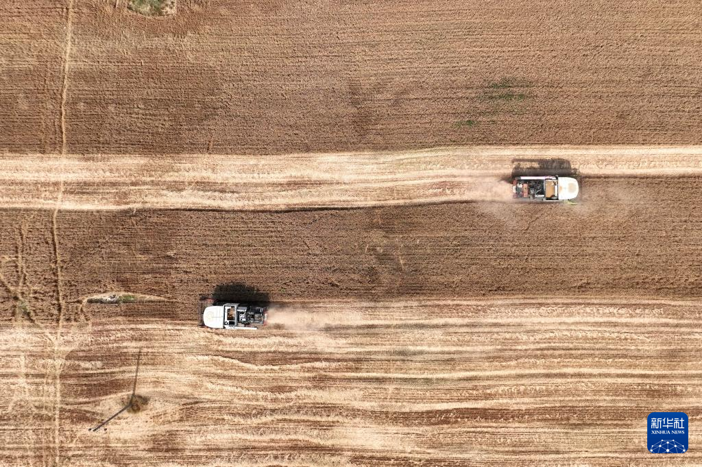 河北隆尧：小麦抢收忙