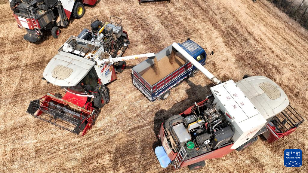 河北隆尧：小麦抢收忙