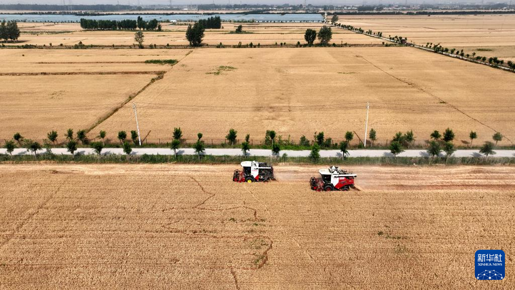 河北隆尧：小麦抢收忙