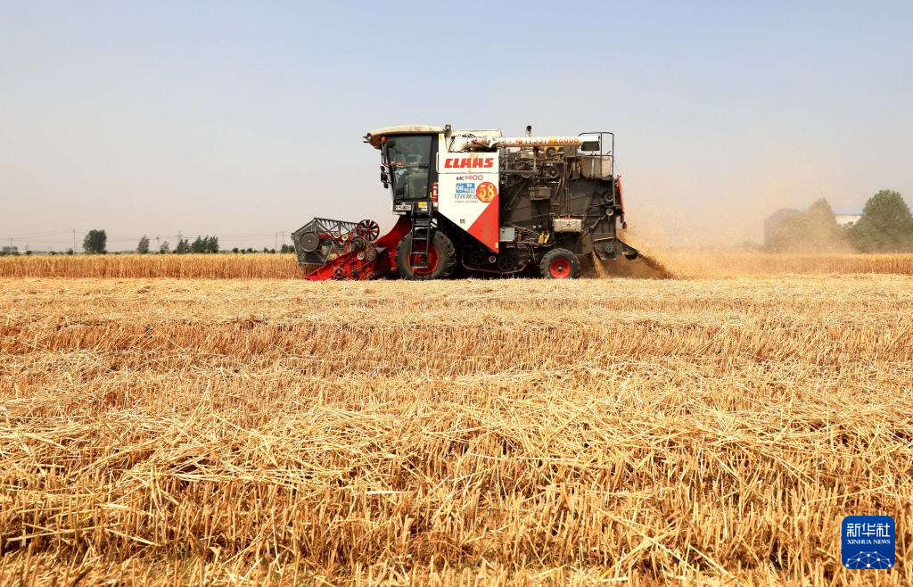 河北隆尧：小麦抢收忙