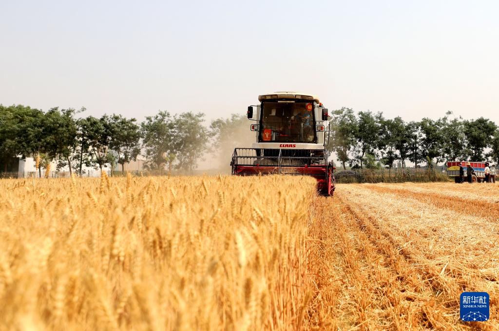 河北隆尧：小麦抢收忙