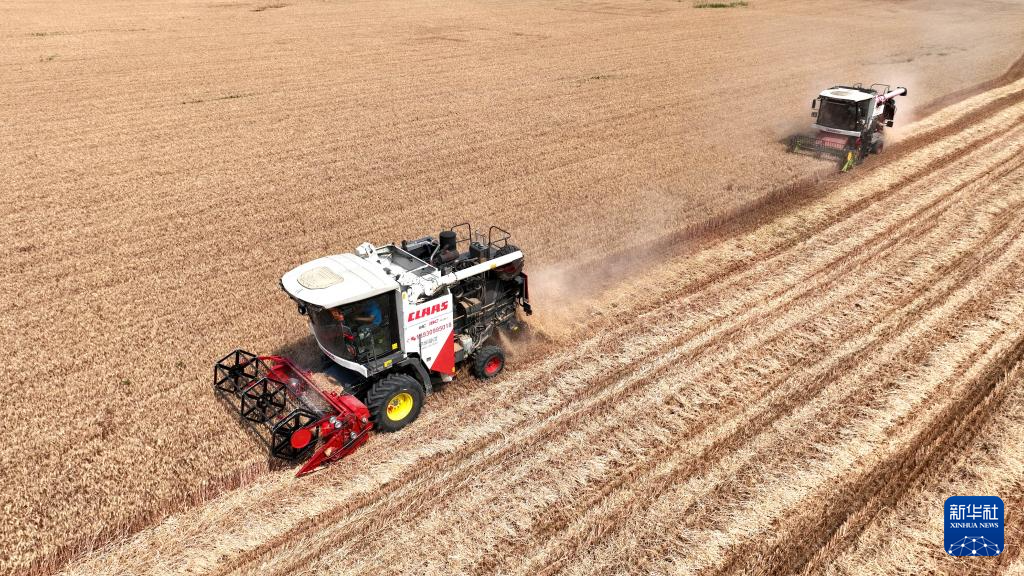 河北隆尧：小麦抢收忙