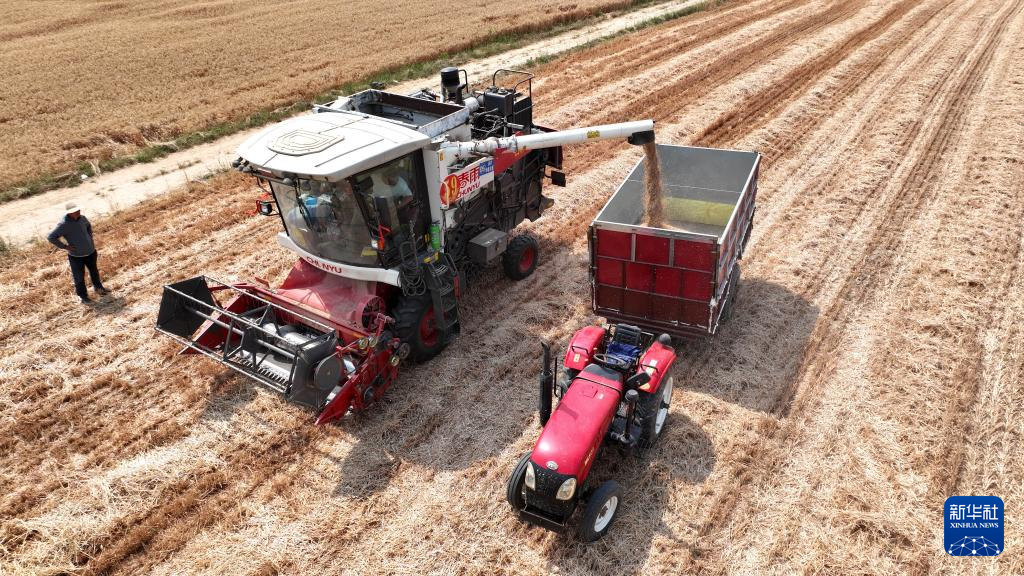 河北隆尧：小麦抢收忙