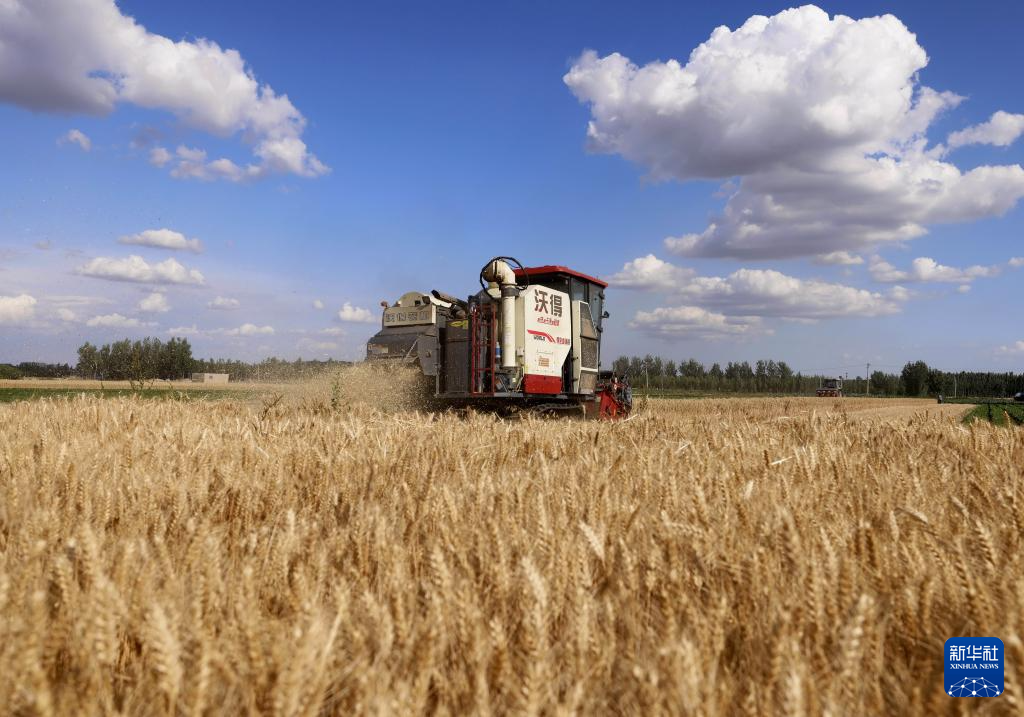 冀东小麦收获忙