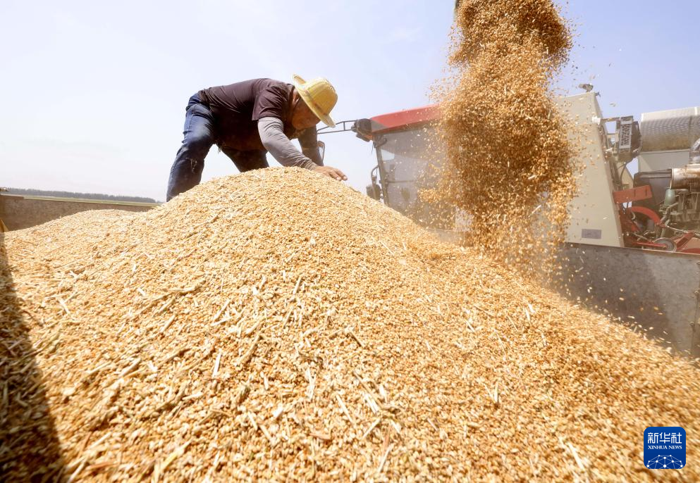 冀东小麦收获忙