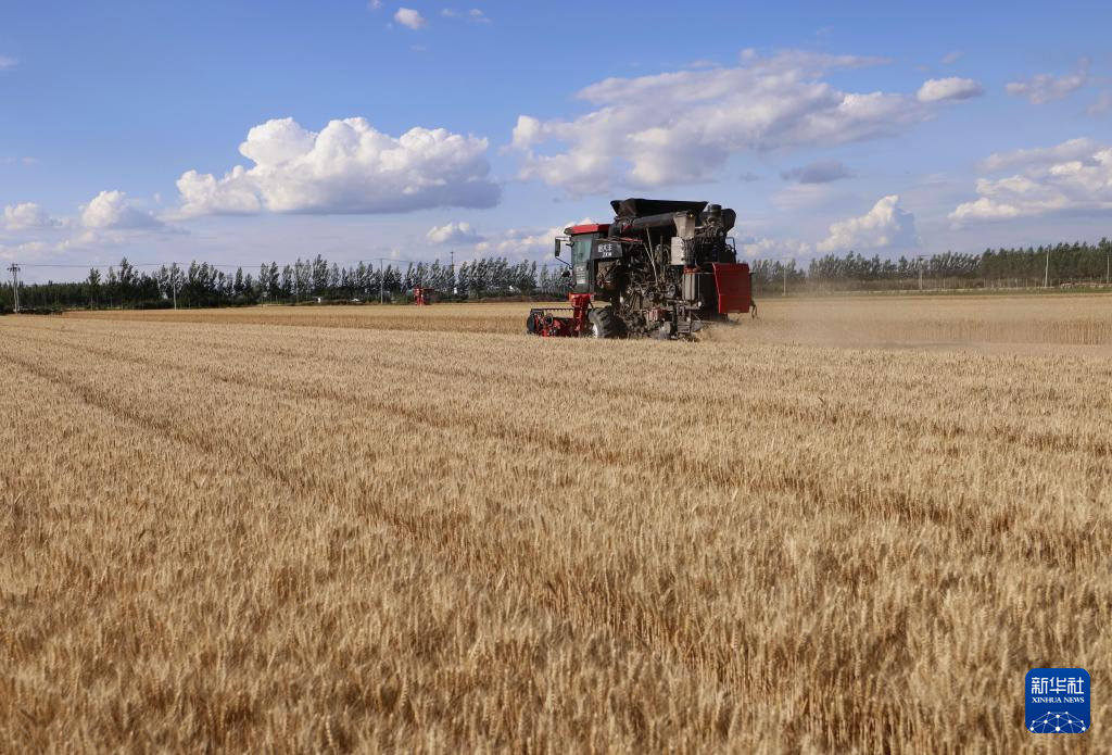 冀东小麦收获忙