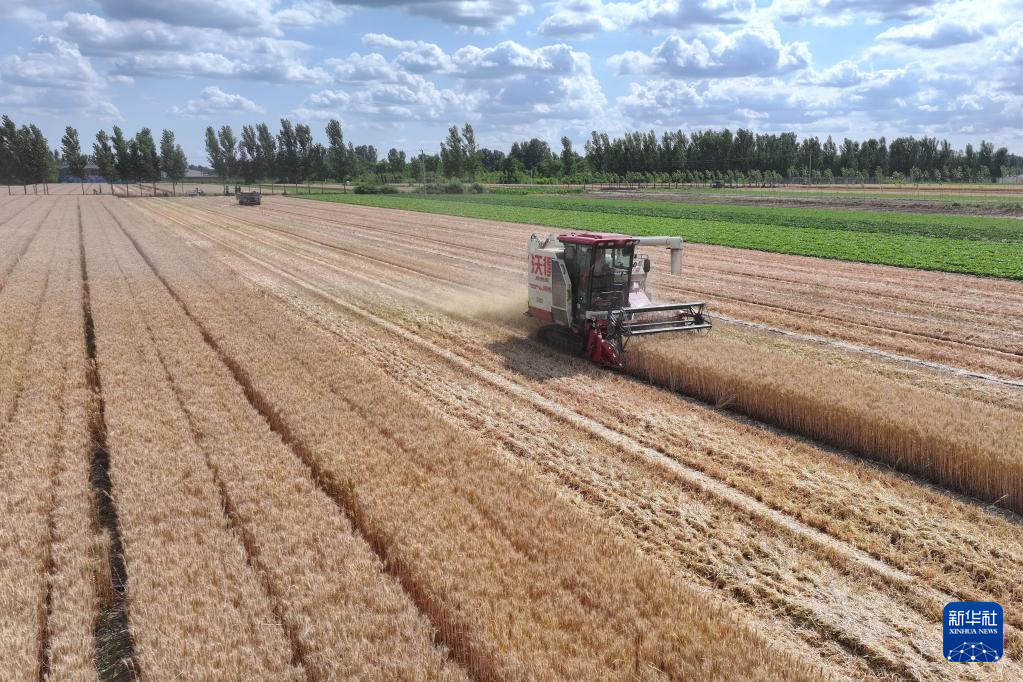 冀东小麦收获忙