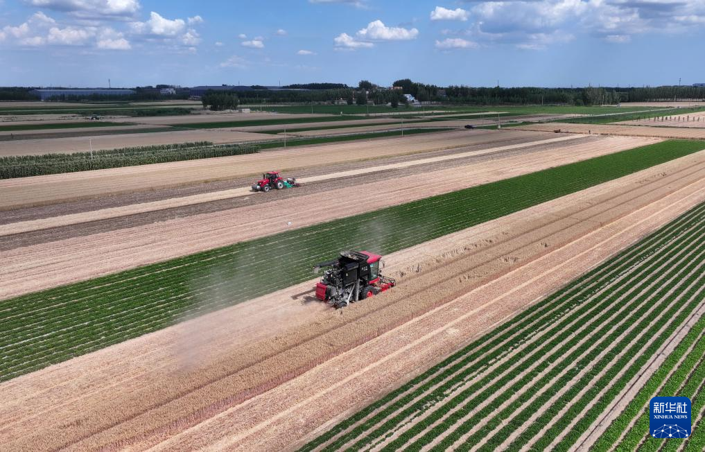 冀东小麦收获忙