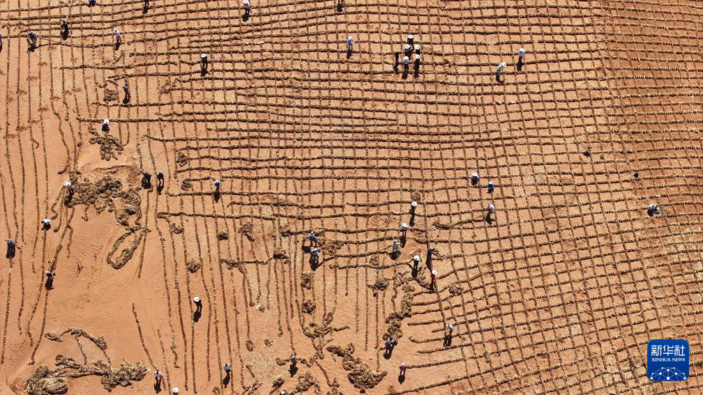 绿进沙退 中国“绿色长城”全面锁边腾格里沙漠东南缘