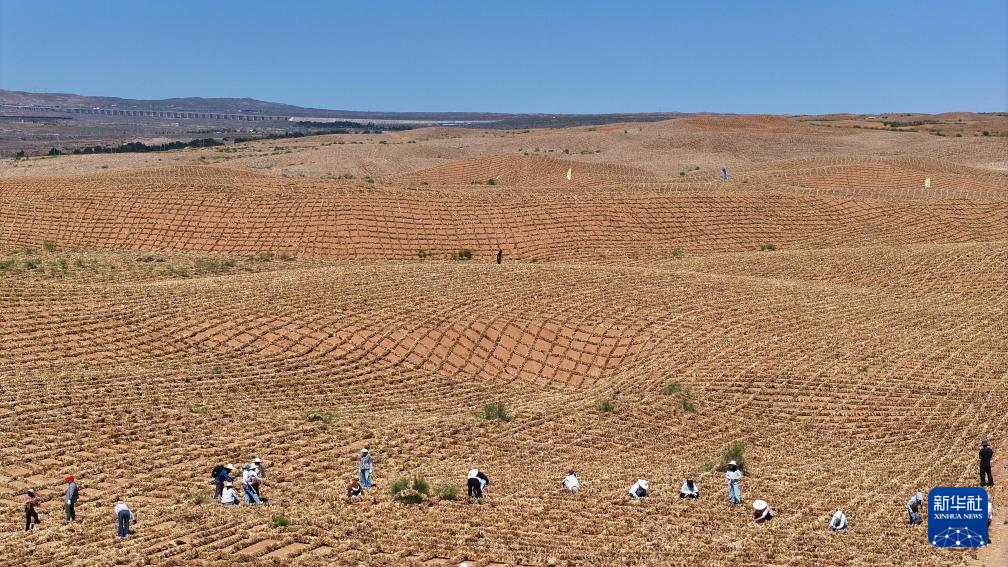 绿进沙退 中国“绿色长城”全面锁边腾格里沙漠东南缘