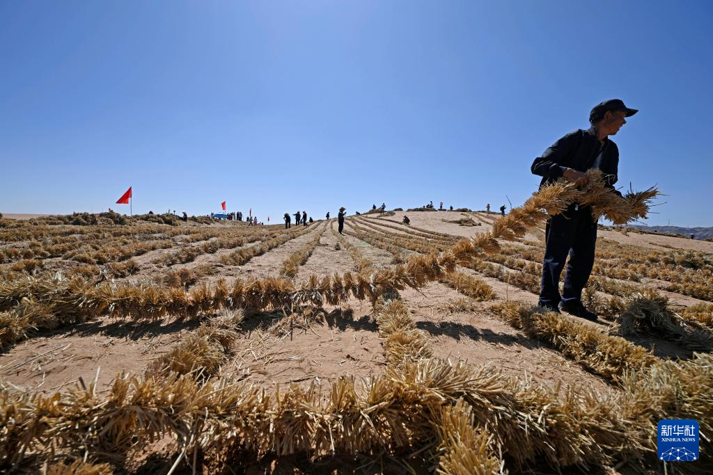 绿进沙退 中国“绿色长城”全面锁边腾格里沙漠东南缘