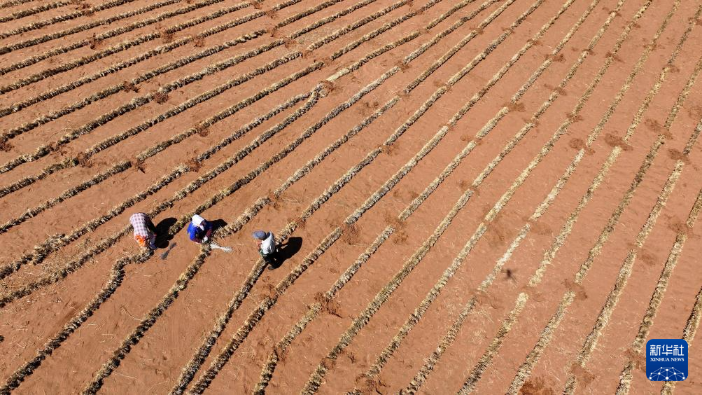 绿进沙退 中国“绿色长城”全面锁边腾格里沙漠东南缘