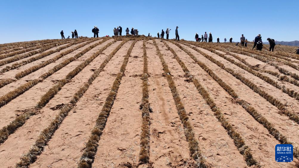 绿进沙退 中国“绿色长城”全面锁边腾格里沙漠东南缘