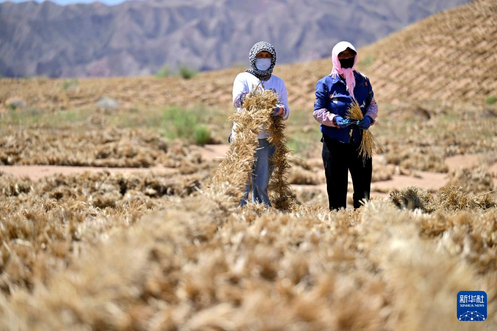 绿进沙退 中国“绿色长城”全面锁边腾格里沙漠东南缘