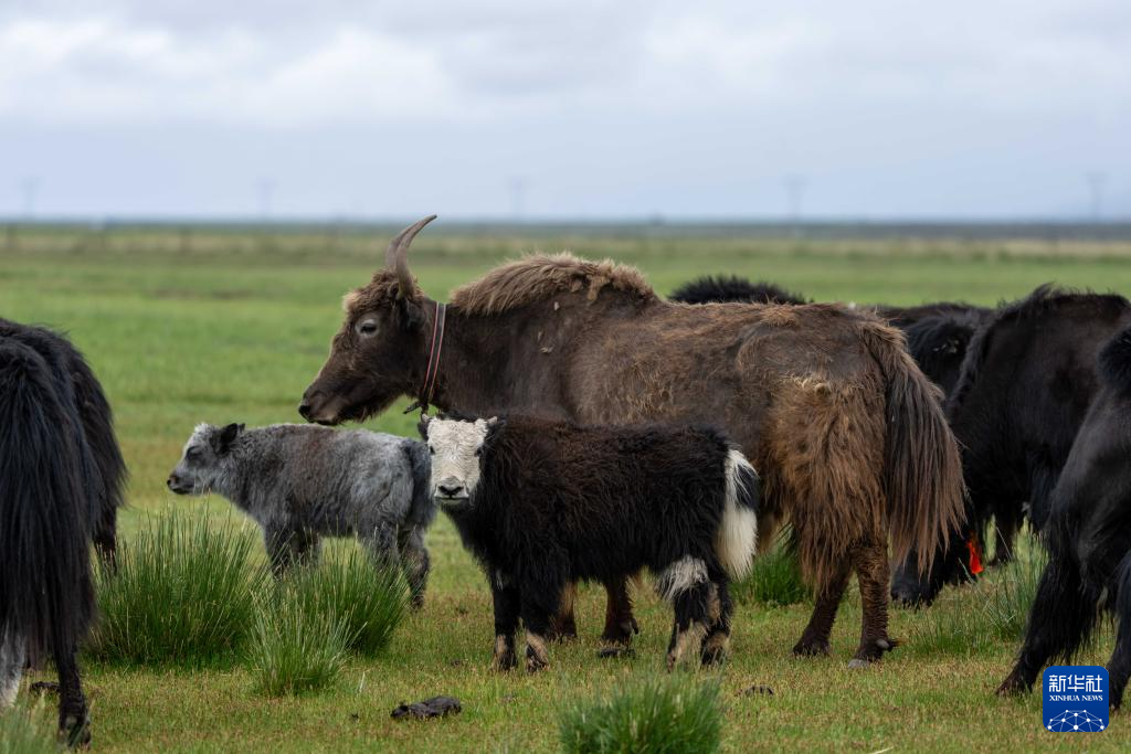 辉煌60载 魅力新西藏｜玛旁雍错湿地展现盛夏生命力