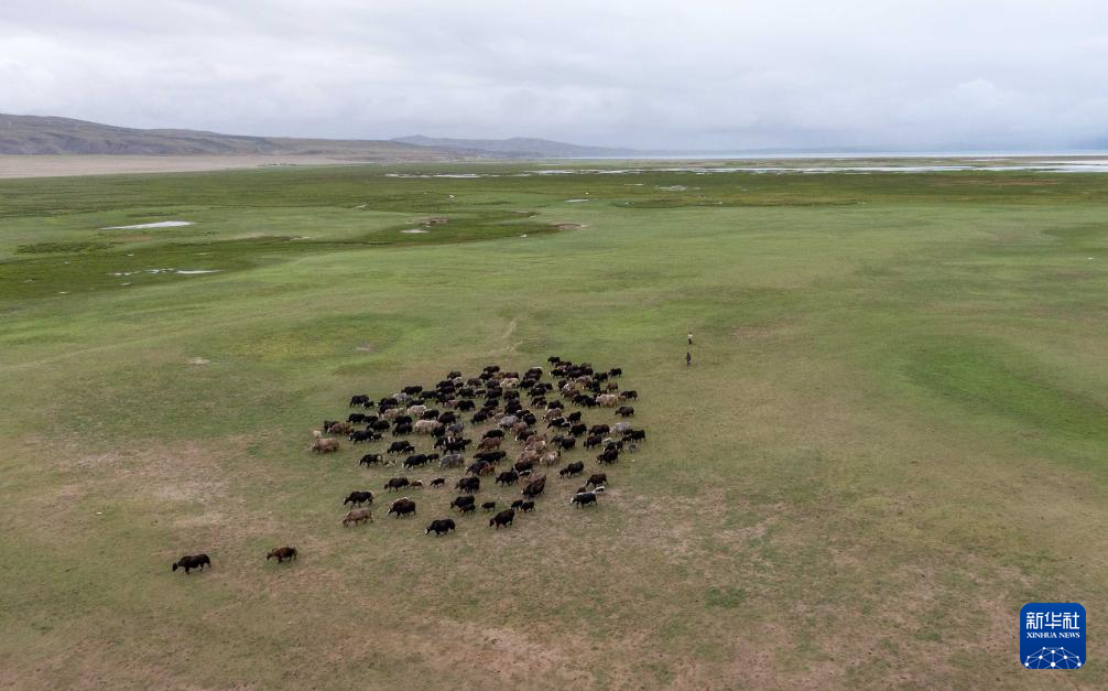 辉煌60载 魅力新西藏｜玛旁雍错湿地展现盛夏生命力