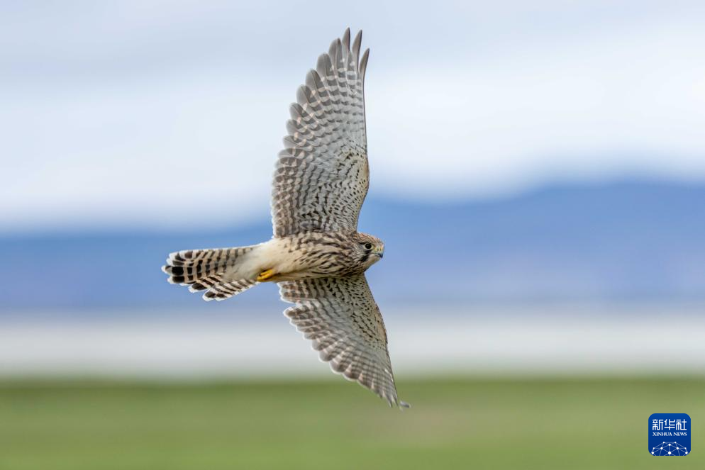 辉煌60载 魅力新西藏｜玛旁雍错湿地展现盛夏生命力