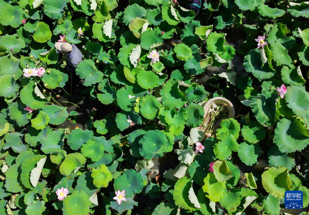 浙江海宁:山海协作“荷”力绘就共富新图景