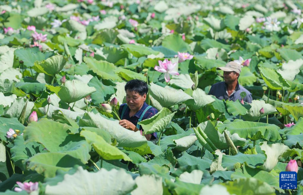 浙江海宁:山海协作“荷”力绘就共富新图景