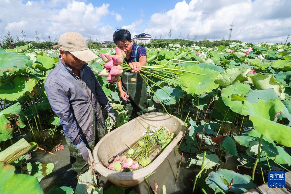 浙江海宁:山海协作“荷”力绘就共富新图景