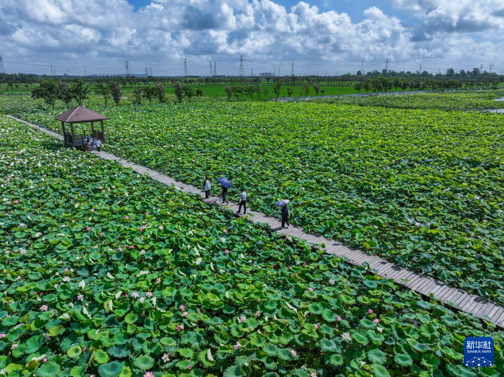 浙江海宁:山海协作“荷”力绘就共富新图景