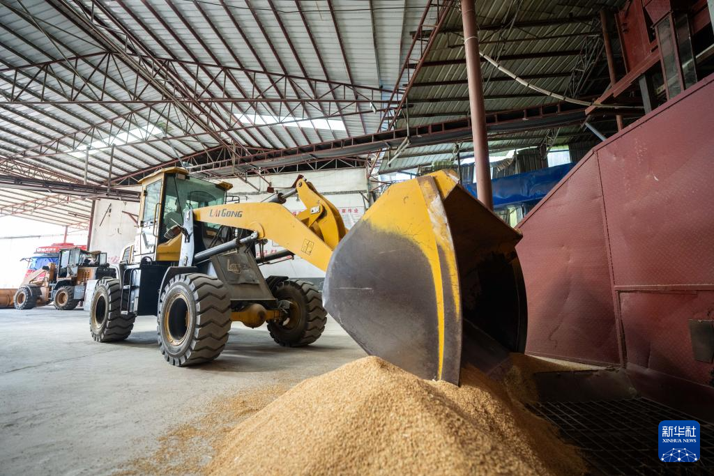湖南鼎城:粮食烘干助“双抢”