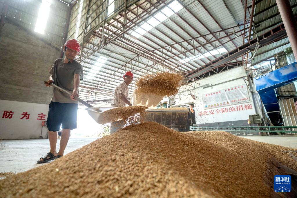 湖南鼎城:粮食烘干助“双抢”
