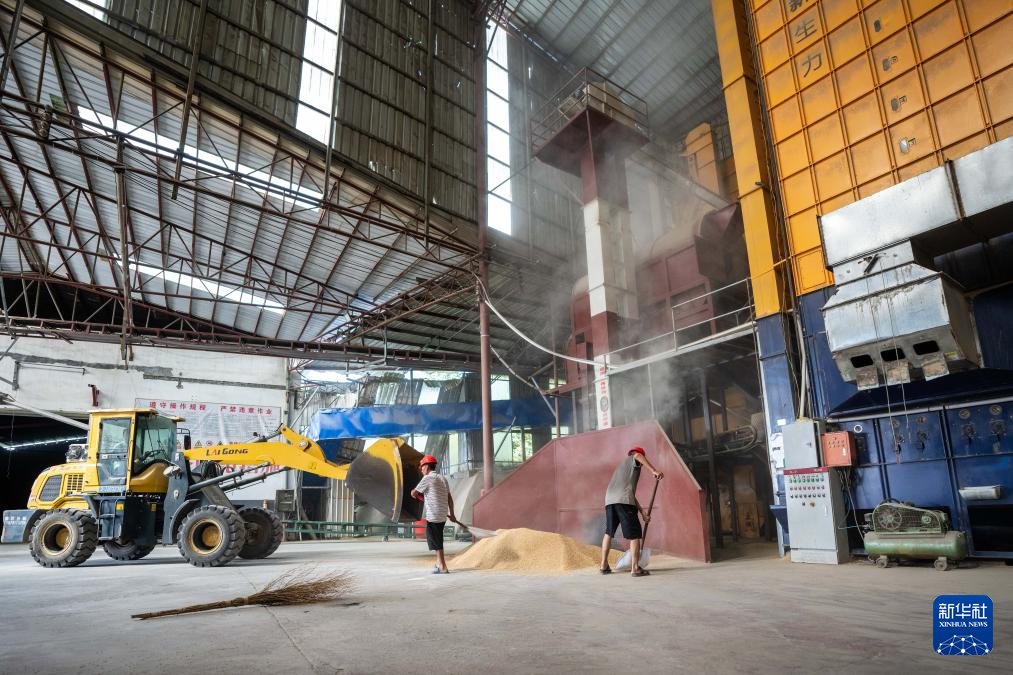 湖南鼎城:粮食烘干助“双抢”