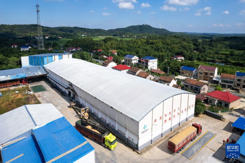 湖南鼎城:粮食烘干助“双抢”