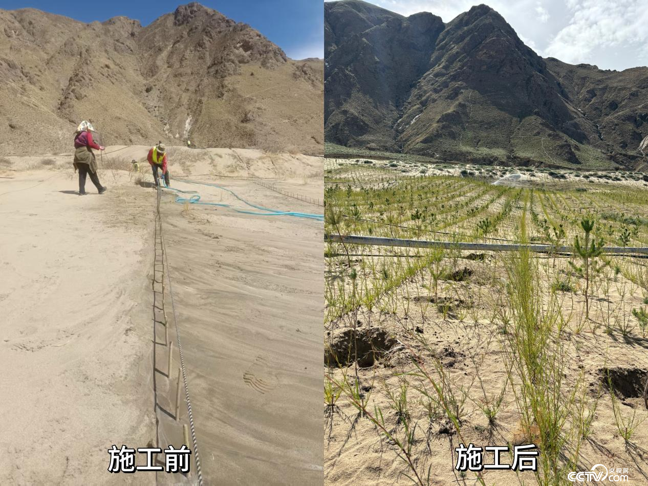 辉煌60年·我们的家园︱万山披绿日渐浓 雪域高原谱新篇 拉萨南北山绿化工程贡嘎段11号片区生态修复工程实施前后对比图