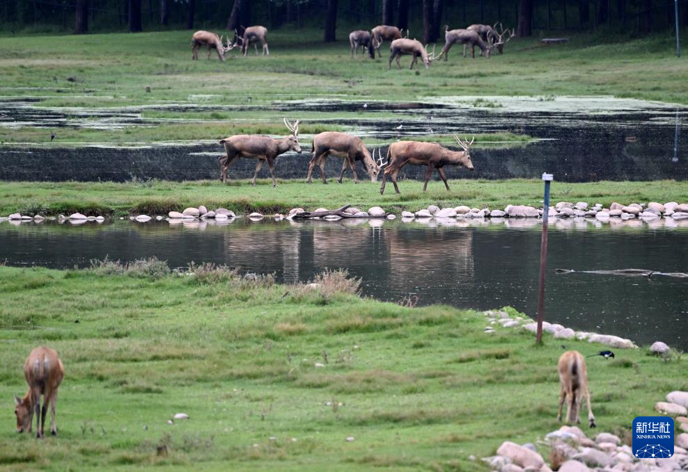 麋鹿“回家”40载 从本土灭绝到呦呦鹿鸣