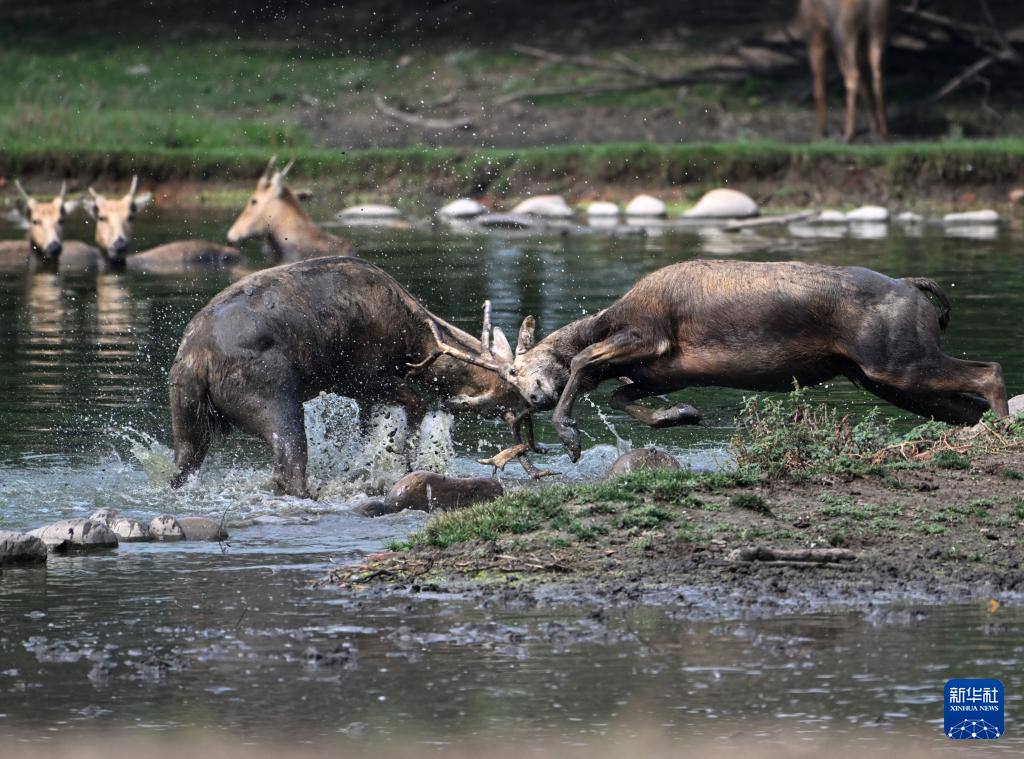 麋鹿“回家”40载 从本土灭绝到呦呦鹿鸣
